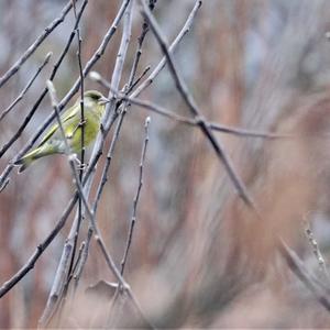 European Greenfinch