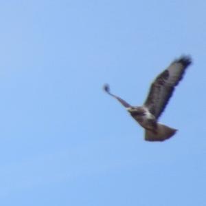 Common Buzzard