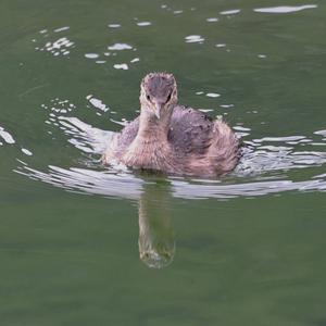 Little Grebe