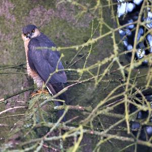 Eurasian Sparrowhawk