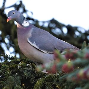 Common Wood-pigeon