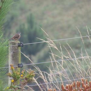 Rock Bunting