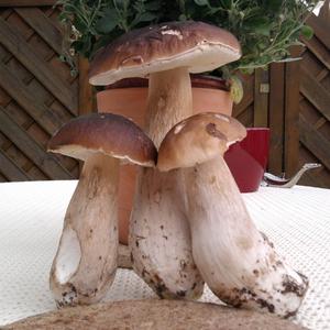 Summer Bolete