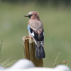 Eurasian Jay