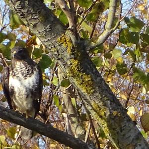 Mäusebussard