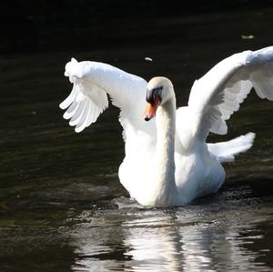 Mute Swan