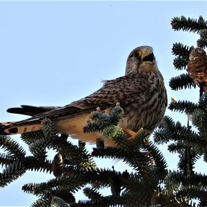 Common Kestrel