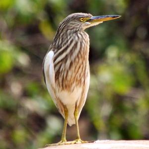 Black-crowned Night-heron