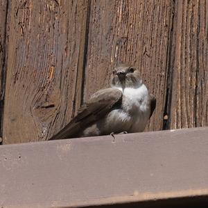 Eurasian Crag-martin