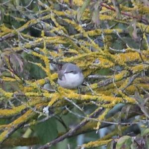 Lesser Whitethroat