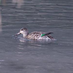 Common Teal