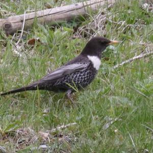 Ring Ouzel