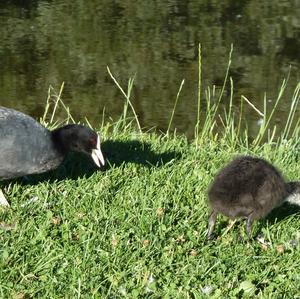 Common Coot