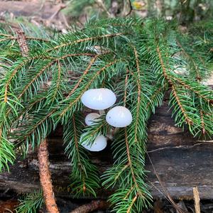 Porcelain Fungus