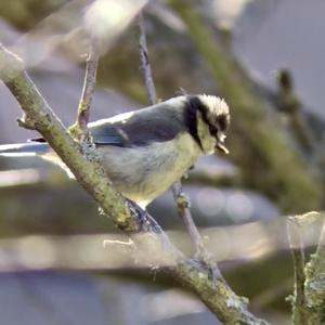 Blue Tit