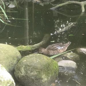 Common Teal