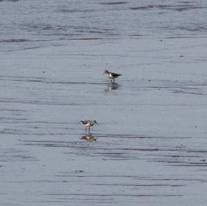 Common Sandpiper