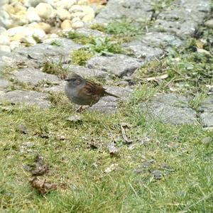 Hedge Accentor