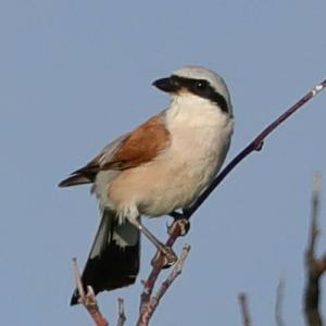 Red-backed Shrike