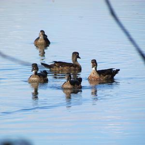 Wood Duck