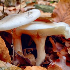 Sweetbread Mushroom