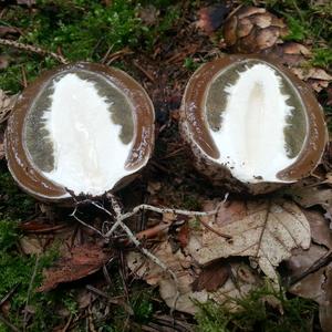 Stinkhorn, Common