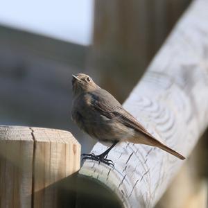 Black Redstart