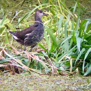 Common Moorhen