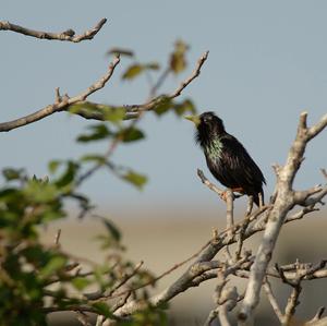 Spotless Starling