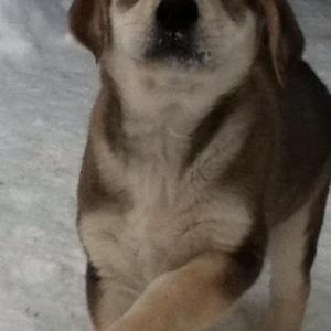 Unknown Breed