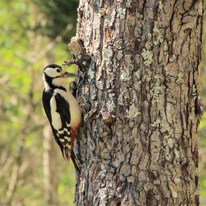 Great Spotted Woodpecker