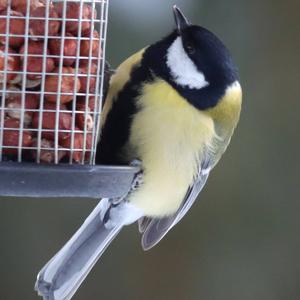 Great Tit