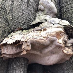 Tinder Polypore