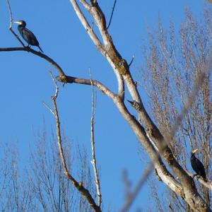 European Shag