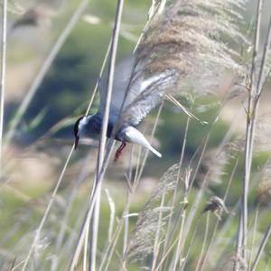 Whiskered Tern