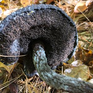 Old Man of the Woods