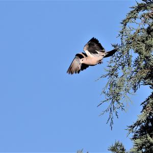 Eurasian Collared-dove