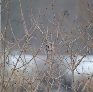 Long-tailed Tit