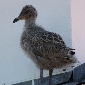 Herring Gull