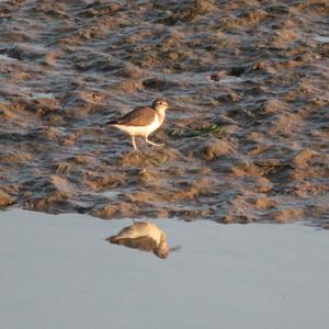 Common Sandpiper