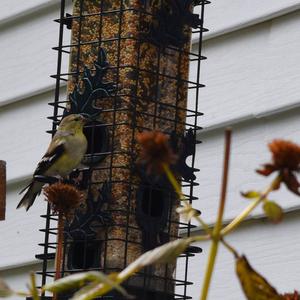 Eurasian Siskin