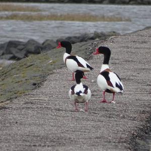 Common Shelduck