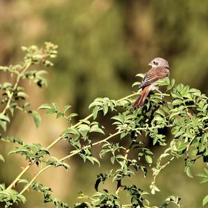 Red-backed Shrike