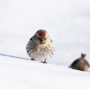 Common Redpoll