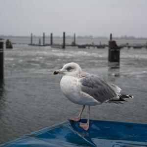 Herring Gull