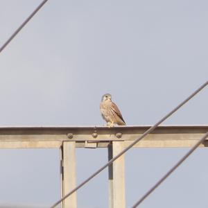 Common Kestrel