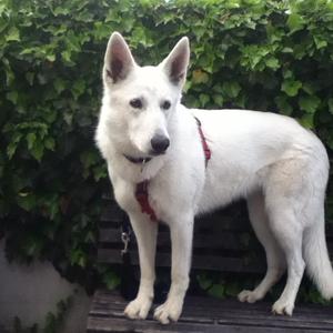 Berger Blanc Suisse