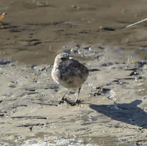 Water Pipit