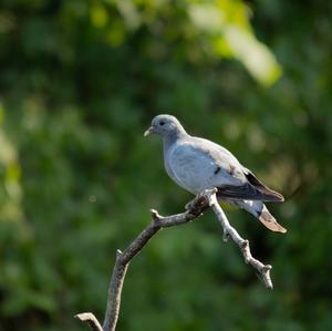 Stock Dove