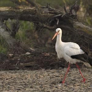 White Stork